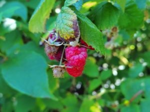 ベリー不作の森を歩く：ミュンヘン近郊で何が起きているのか？