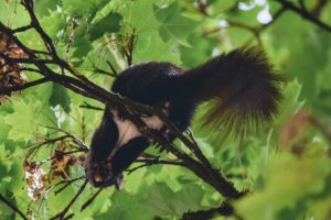 ジョギングの途中で出会う森の住人：ニンフェンブルク城庭園のノロジカたち
