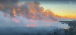 世界で多発する山火事――ドイツとオーストリアでも深刻化する森林火災